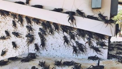 Η κλιματική αλλαγή ευθύνεται και για τον υπερπληθυσμό των τριζονιών στα Τρίκαλα!